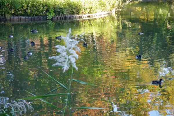 Waterside Forest Park Beautiful Autumn Landscape Trees Leaves Waterfowl Ponds — Stock Photo, Image