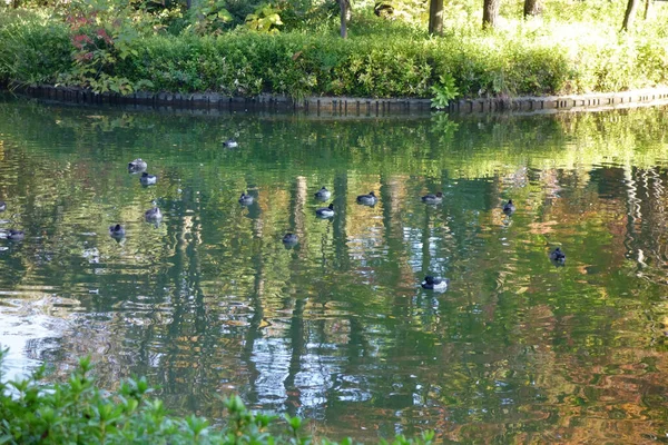 水辺の森公園 木々や滝や池と葉と美しい秋の風景 — ストック写真