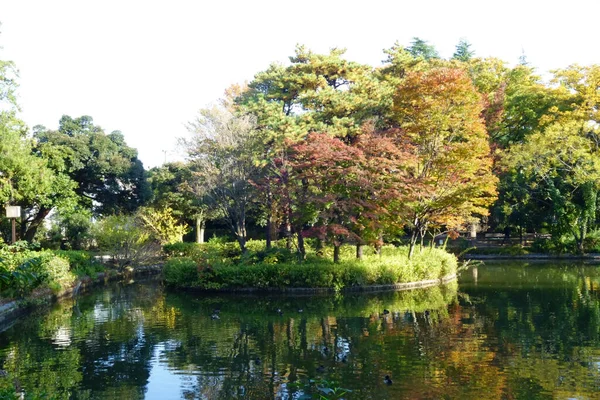 Waldpark Wasser Schöne Herbstlandschaft Mit Bäumen Und Blättern Mit Teichen — Stockfoto