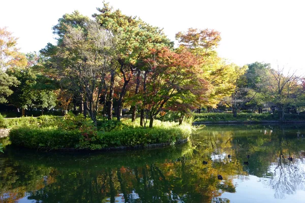 Parque Forestal Junto Mar Hermoso Paisaje Otoñal Con Árboles Hojas —  Fotos de Stock