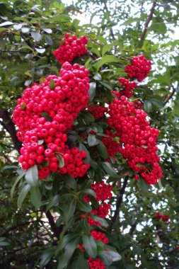 Glossy red tree berry close-up
