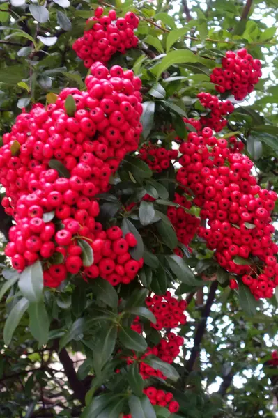 光滑的红树浆果特写 — 图库照片