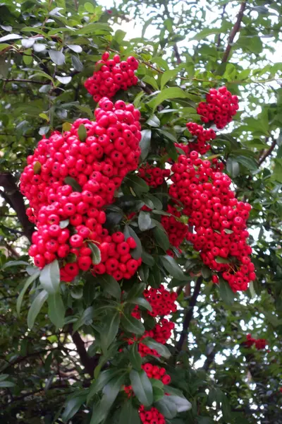 光滑的红树浆果特写 — 图库照片