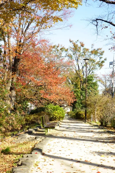 Colorful Trees Autumn Scenery Path Peaceful Park —  Fotos de Stock