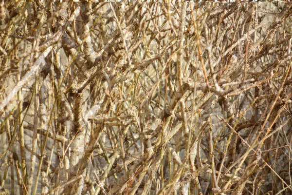 Balançar Arbusto Galhos Secos Uma Floresta Aleatória — Fotografia de Stock