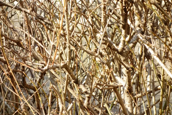 Swing Bush Dry Twigs Random Forest — Fotografia de Stock