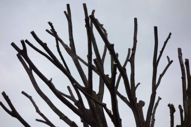 Pruning of tree branches in a residential area due to dry branches, environmental maintenance, and safety measures