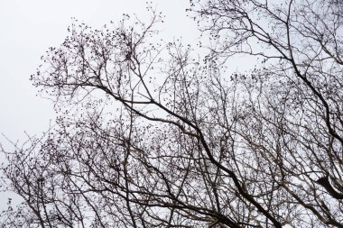 In the harsh winter, the branches of the forest trees fluttering in the cloudy sky