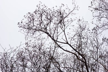 In the harsh winter, the branches of the forest trees fluttering in the cloudy sky