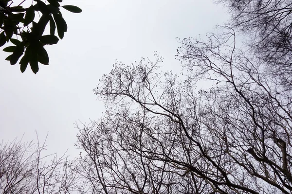 Harsh Winter Branches Forest Trees Fluttering Cloudy Sky — Stockfoto