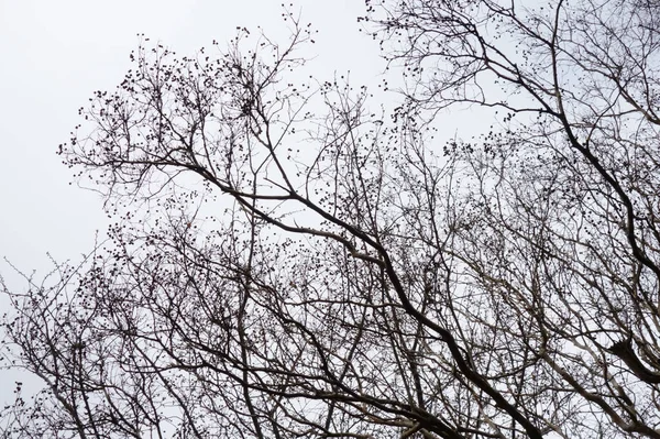 Harsh Winter Branches Forest Trees Fluttering Cloudy Sky — ストック写真