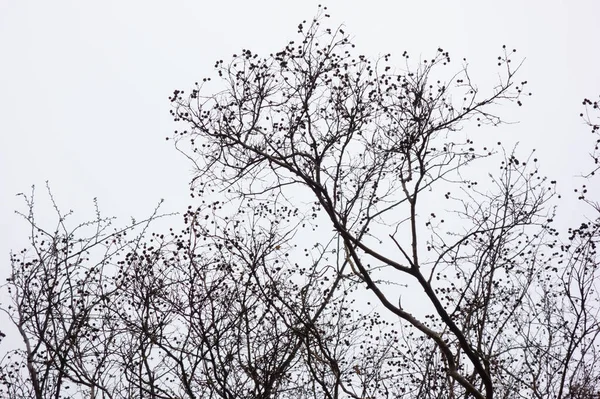 Harsh Winter Branches Forest Trees Fluttering Cloudy Sky — Fotografia de Stock