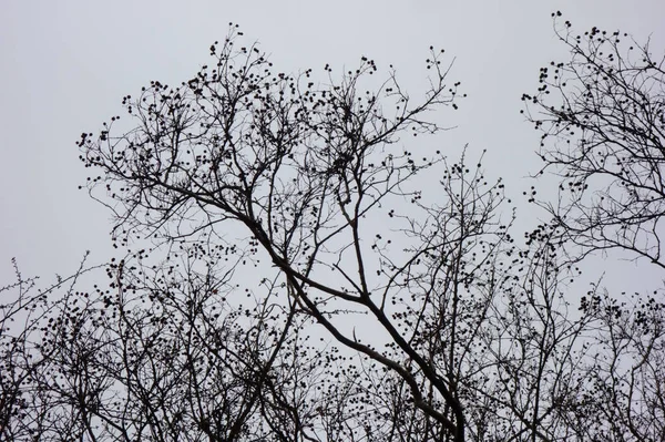 Harsh Winter Branches Forest Trees Fluttering Cloudy Sky — Fotografia de Stock