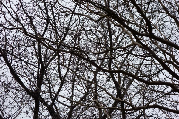 Суровую Зиму Ветви Лесных Деревьев Трепещут Облачном Небе — стоковое фото