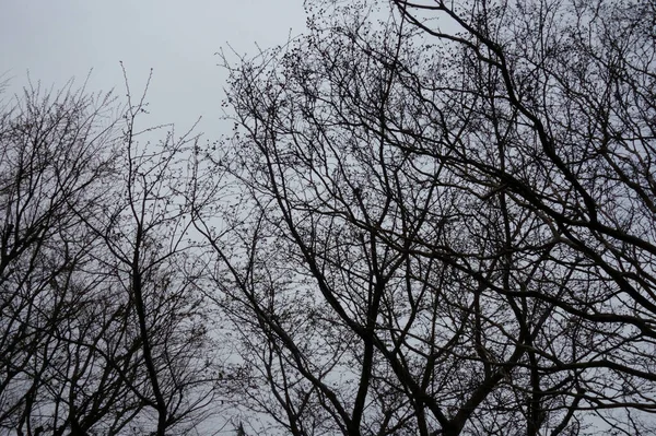 Harsh Winter Branches Forest Trees Fluttering Cloudy Sky —  Fotos de Stock
