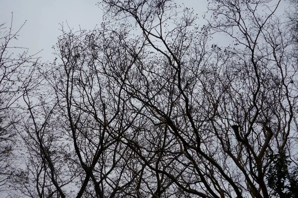 Harsh Winter Branches Forest Trees Fluttering Cloudy Sky — Stock Fotó