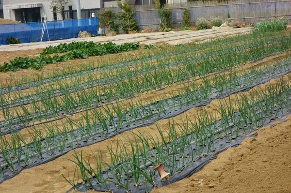 It is a crop pattern of green onions planted and arranged in an orderly manner.