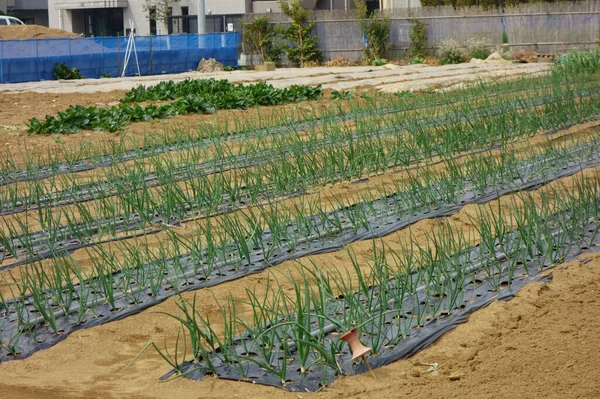 Crop Pattern Green Onions Planted Arranged Orderly Manner — Photo