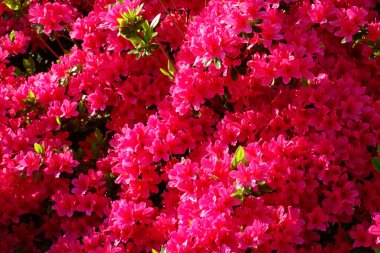 Beautiful pink flowers in a glossy and colorful azalea garden