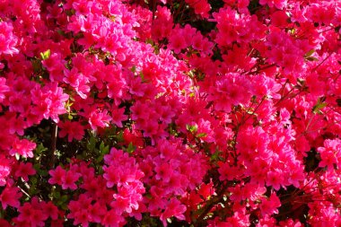 Beautiful pink flowers in a glossy and colorful azalea garden
