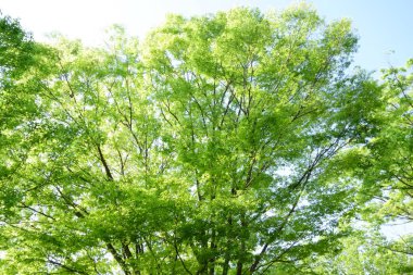 Kaoru Shinryoku, the pleasant weather in early summer makes the green park pleasant