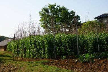 Tranquil rural areas, green evergreen shrubs, etc. in fields and gardens and plantation crops