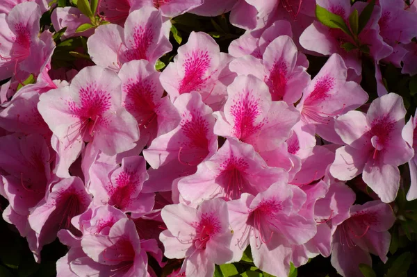 Beautiful Pink Flowers Glossy Colorful Azalea Garden — Foto de Stock