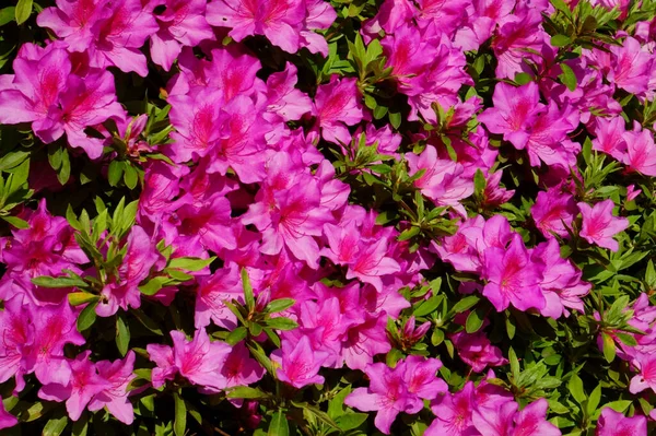 Beautiful Pink Flowers Glossy Colorful Azalea Garden — Stockfoto
