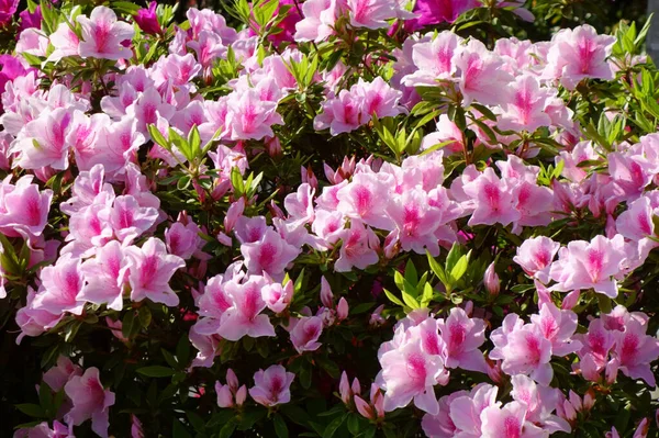 Beautiful Pink Flowers Glossy Colorful Azalea Garden — Stock Photo, Image