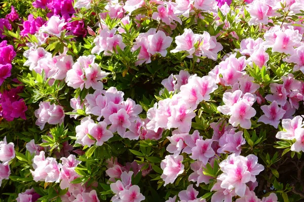 Beautiful Pink Flowers Glossy Colorful Azalea Garden — Foto de Stock