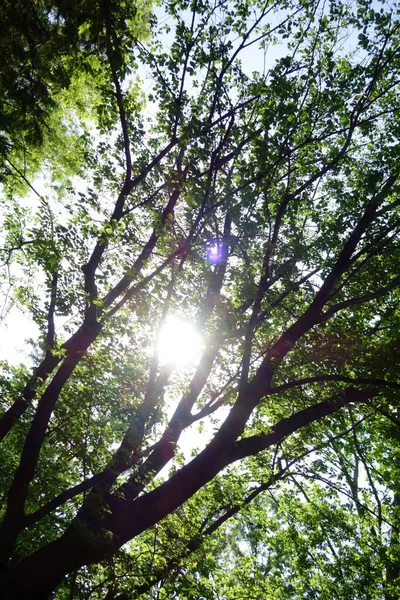 Leaves Branch Patterns Untouched Dense Forest Trees — Stockfoto