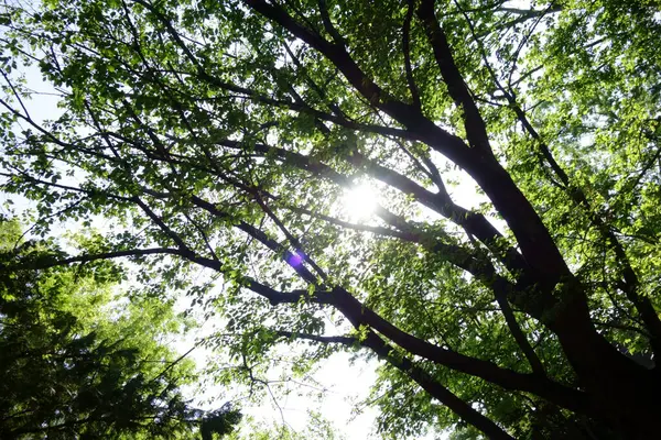 Leaves Branch Patterns Untouched Dense Forest Trees —  Fotos de Stock