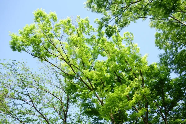 Каору Синрио Приятная Погода Начале Лета Делает Зеленый Парк Приятным — стоковое фото