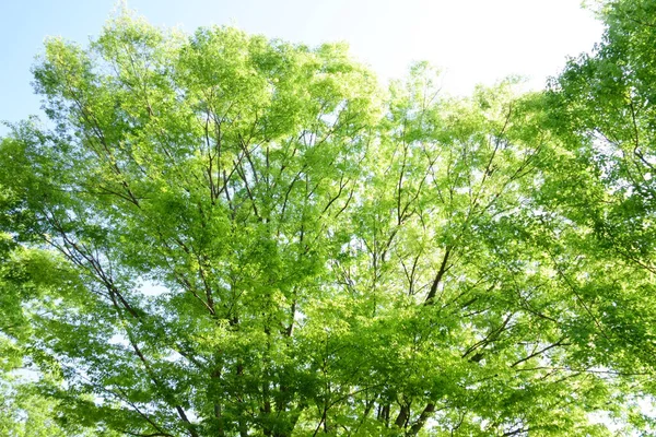 Kaoru Shinryoku Pleasant Weather Early Summer Makes Green Park Pleasant — Foto de Stock