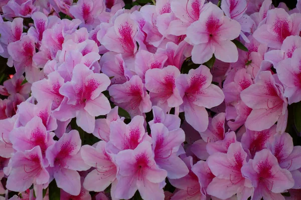 Beautiful Pink Flowers Glossy Colorful Azalea Garden — Foto de Stock