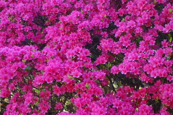 Beautiful Pink Flowers Glossy Colorful Azalea Garden — ストック写真