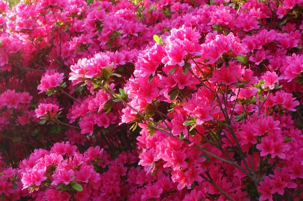 Όμορφα Ροζ Λουλούδια Ένα Γυαλιστερό Και Πολύχρωμο Κήπο Azalea — Φωτογραφία Αρχείου