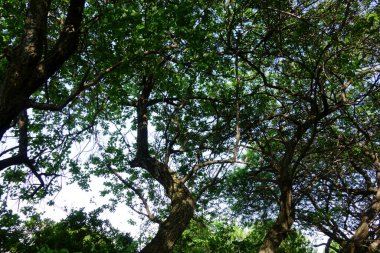 Leaves and branch patterns of untouched dense and forest trees