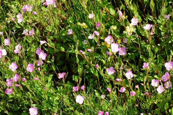 Beautiful Flowers Pink Garden Beautiful Plant Shots Nature Wallpaper Amazing —  Fotos de Stock