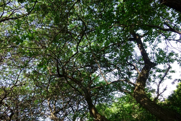 Листя Гілки Незайманих Щільних Лісових Дерев — стокове фото