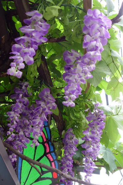 Purple Flower Wisteria Flower Filled Divine Dignity — Zdjęcie stockowe