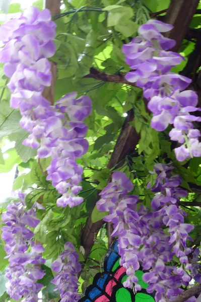 Purple flower, wisteria flower filled with divine dignity