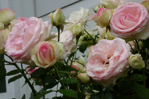 Glossy Splendid Graceful Elegance Pink Rose Flower — Photo