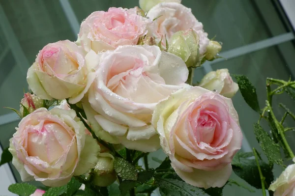 Γυαλιστερό Υπέροχο Χαριτωμένη Κομψότητα Ροζ Τριαντάφυλλο Λουλούδι — Φωτογραφία Αρχείου