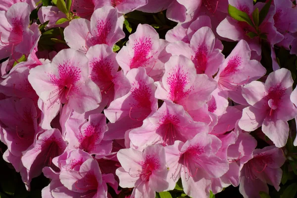 Όμορφα Ροζ Λουλούδια Ένα Γυαλιστερό Και Πολύχρωμο Κήπο Azalea — Φωτογραφία Αρχείου