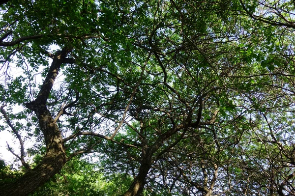 Leaves Branch Patterns Untouched Dense Forest Trees — Stock Fotó