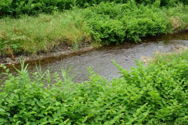 The murmuring of a brook that calls for a cool breeze, the green leaves on both banks