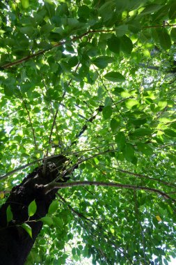In the morning of a summer day, the fresh green leaves of a densely lush green forest