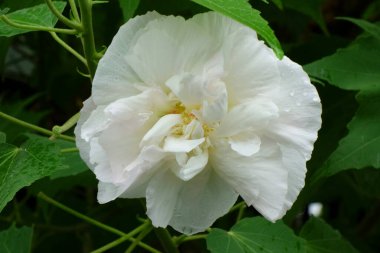 The white flowers of Hibiscus in the garden, like wax plums, are blooming lovingly.