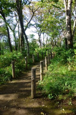 Park, ağaçlık banliyö ormanlarında güzel bir sahil yürüyüşü.